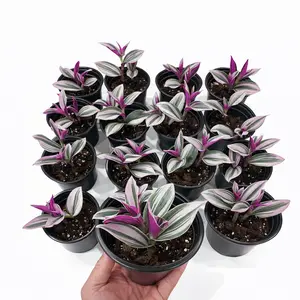 Tradescantia Nanouk 4” Pot Live Plant – Pink Variegated Indoor Houseplant – Easy Care Starter Plant