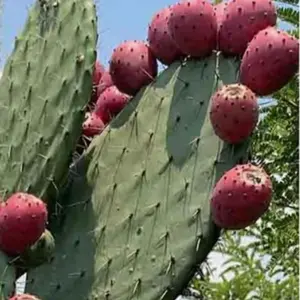 15PCS Red Prickly Pear Cactus Seeds Opuntia Ficus Seeds