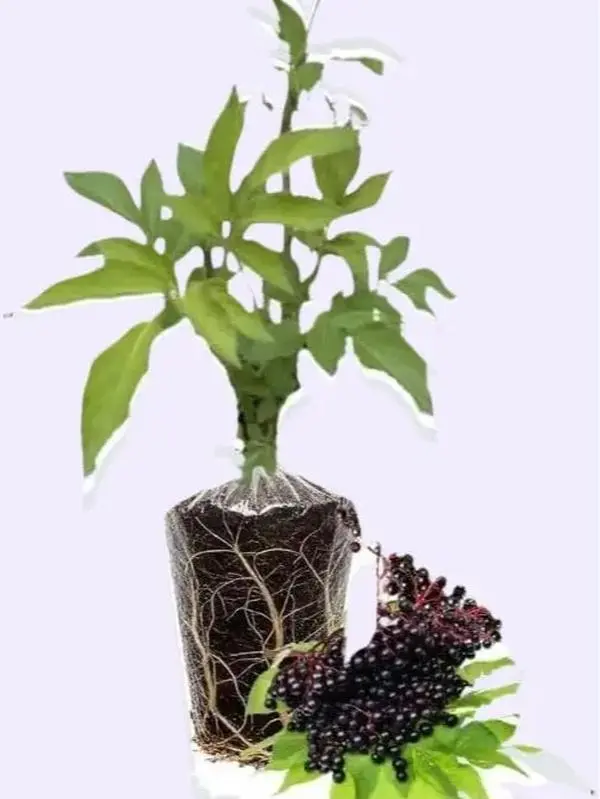 Elderberry tree Elderberry tree