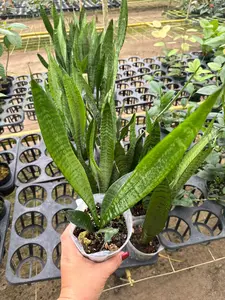 Dracaena trifasciata