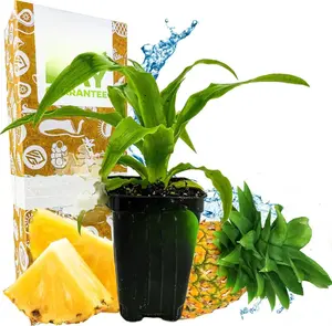 Elite Gold Pineapple Live Plant - Ananas Comosus Compact Size for Indoor and Outdoor Settings