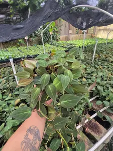 Philodendron Mican