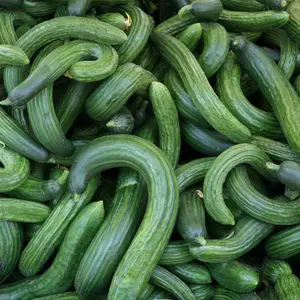 Metki Dark Green Armenian Organic Seeds (Cucumis melo var. flexuosus) – Heat-tolerant, long green cucumber-melon hybrid with a mild, crisp flavor.