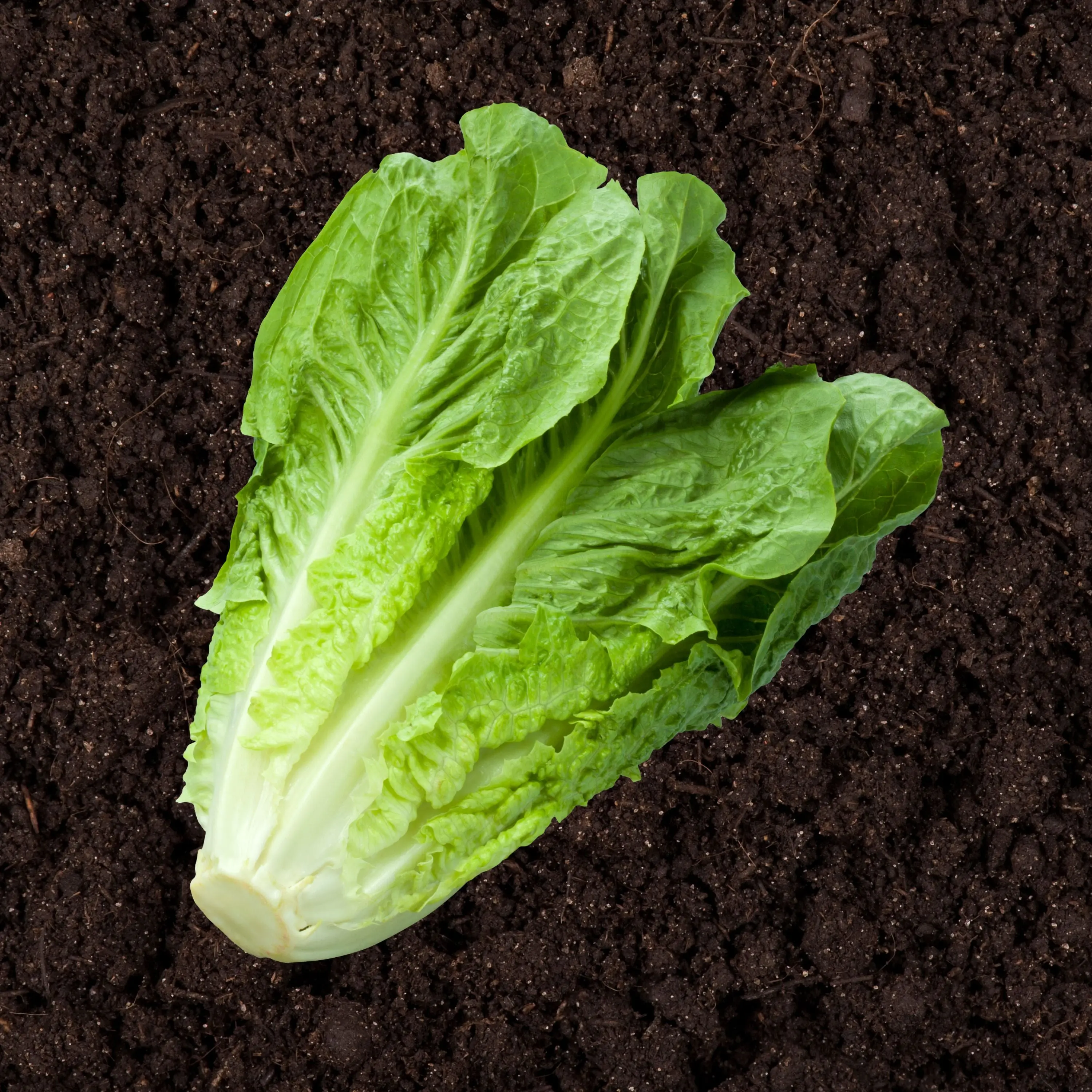 Heirloom Romaine Lettuce - Organic and Regenerative Gardening Seeds