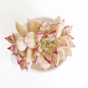 Echeveria Arze - April Farm/Rare Succulents