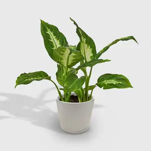 Dieffenbachia Camille