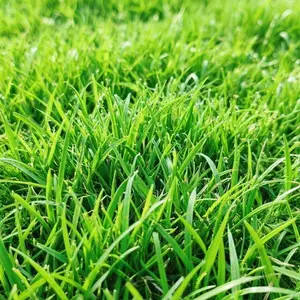 3000 PCS Zoysia Grass Seeds for Planting, Warm Season Lawn Seed, Dense Green Turf for Yard, Garden, Backyard and Landscaping Use