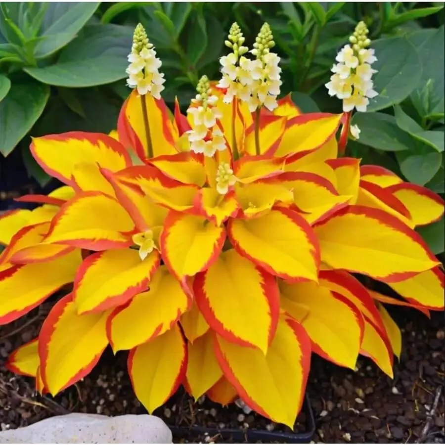 Deer-Resistant Hosta Seeds For Shade Gardens, Low-Maintenance Perennial Plants For Pots, Edging, Professional Landscaping, And Ground Cover