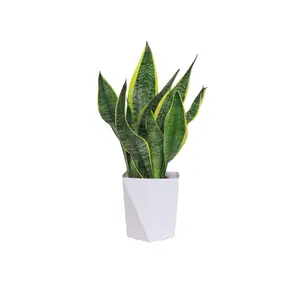 Live Only，Snake Plant Live Indoor Plant | Low Maintenance Air Purifying Houseplant, Easy Care Decor for Home & Office