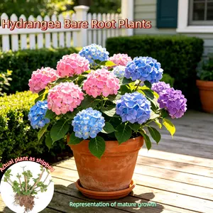 Mature Hydrangea Bare Roots – Strong & Healthy, Plant Directly, for Pots or Ground, Perfect for Patio, Garden, Courtyard outdoorfun