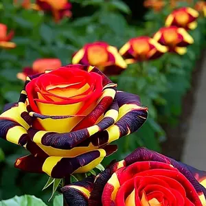 200pcs Rare Rose 'Firebird' Seeds for Garden Beds Borders or Pots Classic Traditional Roses for Home Gardening
