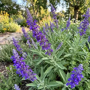 Premium Salvia Seed Packet Non-GMO Non-GMO Heirloom Garden Herb for DIY Home Planting Culinary & Aromatic Uses