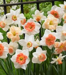 Pink Mix Daffodil Bulbs for Planting - Easy to Grow Perennial Flowers for Garden or Containers
