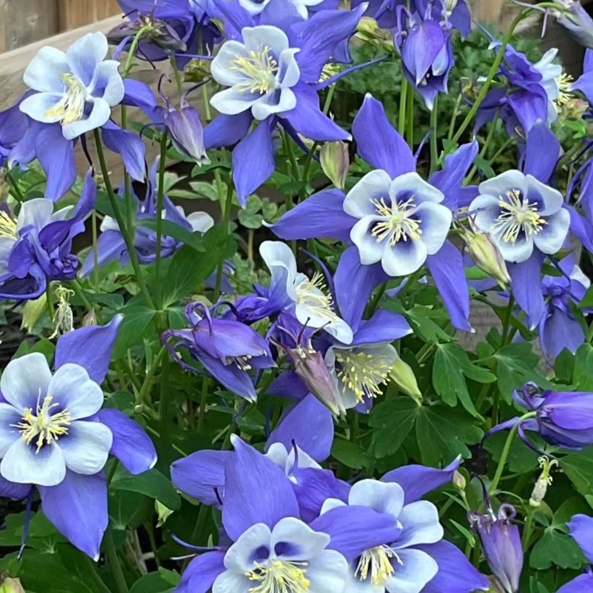 1000 Blue & White Columbine Flower Seeds – Graceful Blooms for Cottage & Pollinator Gardens
