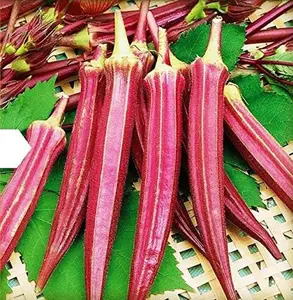 Seeds Alabama Red Okra (Bamia, Lady Finger) Heirloom Vegetable Non GMO