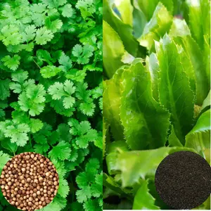 Combo 500+ Culantro and 500 Cilantro Seeds for Planting, Mexican Coriander Seeds for Home Garden