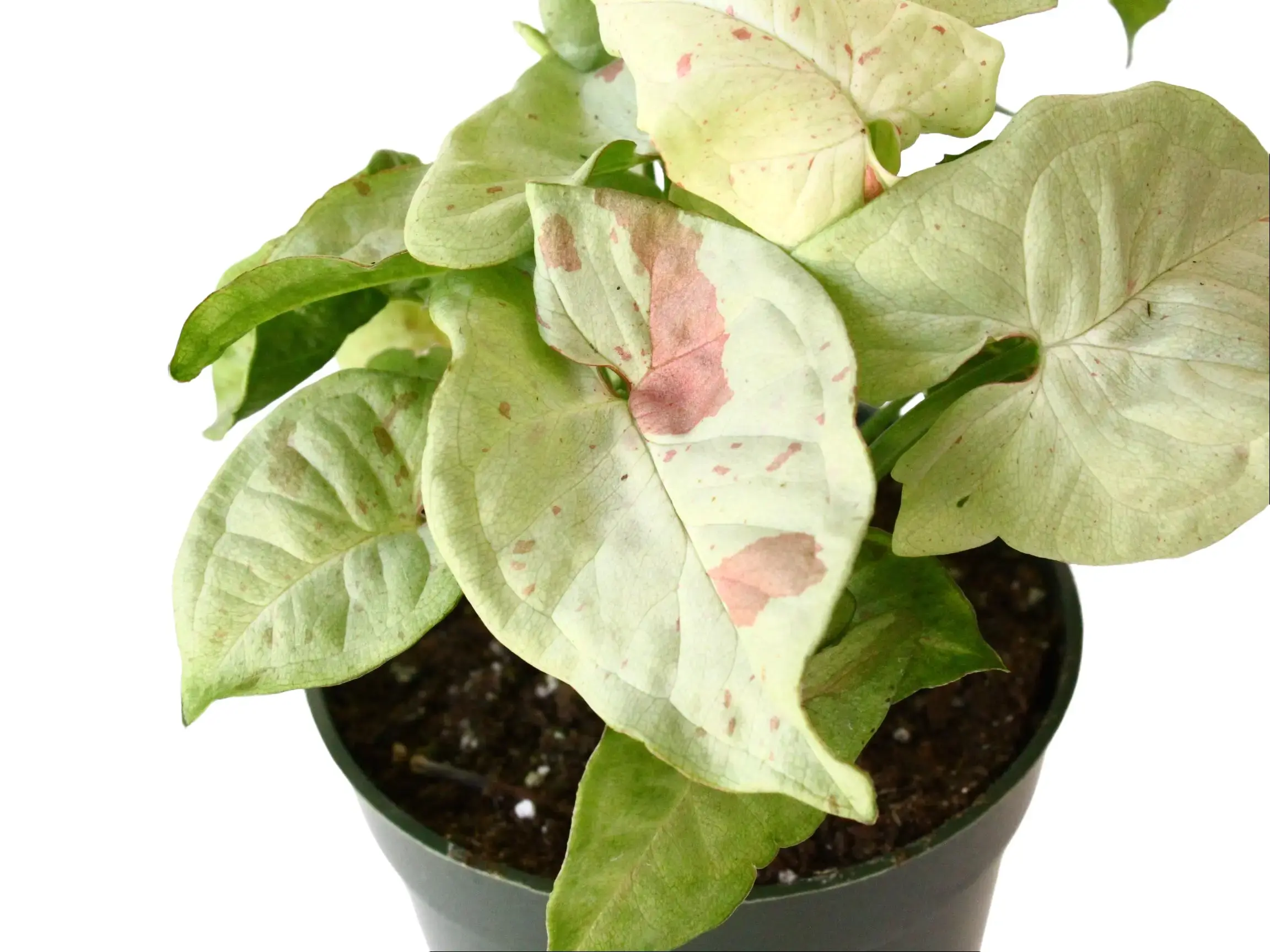 Syngonium ‘Milk Confetti’ 4” Potted Live Plant - Rare Arrowhead Vine - Exotic Variegated Houseplant - Pastel Pink Spots - Creamy White Foliage - Tropical Gift - Unique Indoor Plant - Collector’s Item - Low Maintenance - Bright Colors, Blue, Pink - Easy