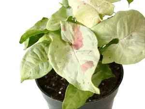 Syngonium ‘Milk Confetti’ 4” Potted Live Plant - Rare Arrowhead Vine - Exotic Variegated Houseplant - Pastel Pink Spots - Creamy White Foliage - Tropical Gift - Unique Indoor Plant - Collector’s Item - Low Maintenance - Bright Colors, Blue, Pink - Easy