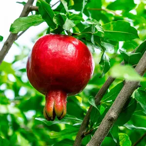 Russian Pomegranate in a 1 Gal. Grower's Pot | Cold Hardy Drought Tolerant | Yields Large Delicious Fruit | Real Dwarf Fruiting Tree