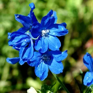 Delphinium Blue Mirror (Larkspur) | Two Live Perennial Plants | Non-GMO, Large Flower Spikes