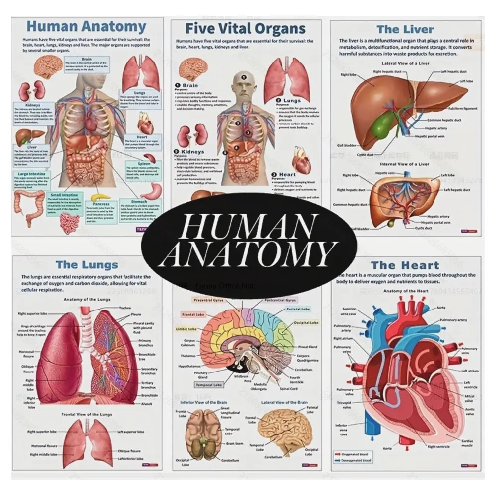 Anatomy Learning Posters - Learning Materials Visual Learning Tools Educational Wall Decor Set with Human Body Diagrams | Classroom Visual Aid & Home Schooling Study Reference Teaching Supplies Classroom Supplies Charts