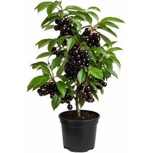 Black Cherry Tree Live Plant, Sweet Black Cherries Plant, Cold Hardy Tree 4-6 Inch Tall 4 Inch Pot, No Ship CA