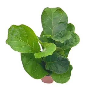 BubbleBlooms Ficus lyrata Bambino in a 4 inch Pot Dwarf Fiddle Leaf Fig Tree