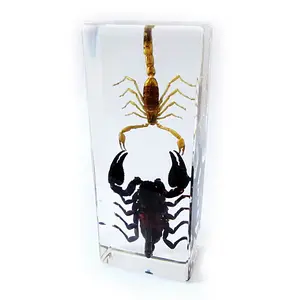 Real Large Black and Brown Scorpion  Paperweight