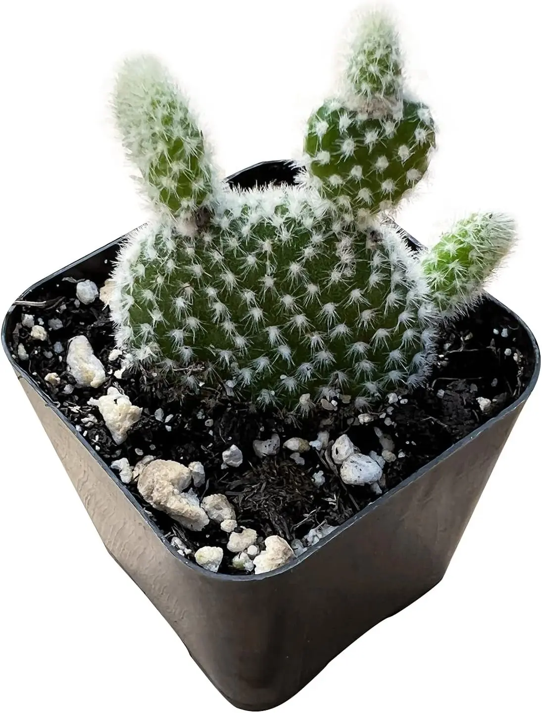 Opuntia microdasys albata 'Bunny Ears' Live Cactus Plant in 2in Nursery Pot - Indoor/Outdoor Office Home Garden Décor