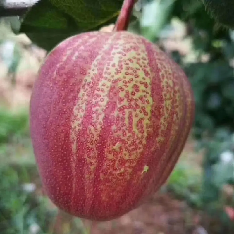 Bare Root Grafted Red Stripe Pear Sapling, Large High-Yield Color Skin Pear Tree for Home Orchard