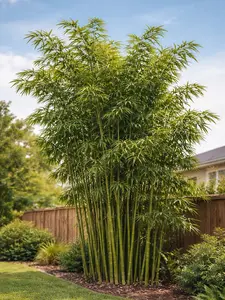Green River 50 Pcs Seabreeze Bamboo Seeds- Perennial Plant Seeds, Non-Invasive, Perfect for Privacy Screens, Easy to Grow, Eco-Friendly Garden Seeds for Outdoors, Premium Seeds Pack for Landscaping