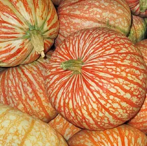 Rare One Too Many Pumpkin Seeds for Planting (10 Seeds)