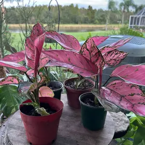 Lady Valentine Aglgonema