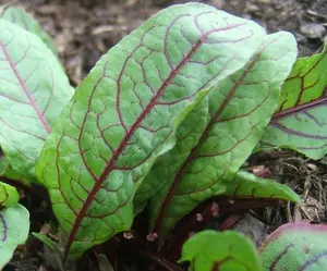 Blood-Veined Sorrel - 200+ seeds