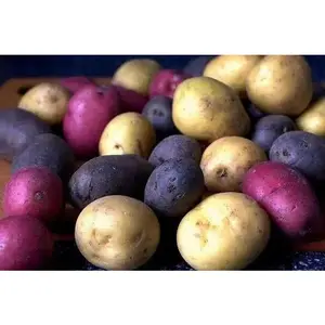 Organic Potato Seeds Color Mix - Assorted Colors Including Yellow, Purple, and Dark Brown