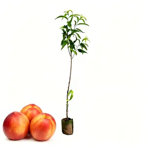 Georgia Beauty Peach Tree, Bare Root Living Tree, one of the most popular peach tree varieties! Each order includes 1 tree, suitable for courtyard, balcony and garden planting, which is the favorite of fruit tree lovers