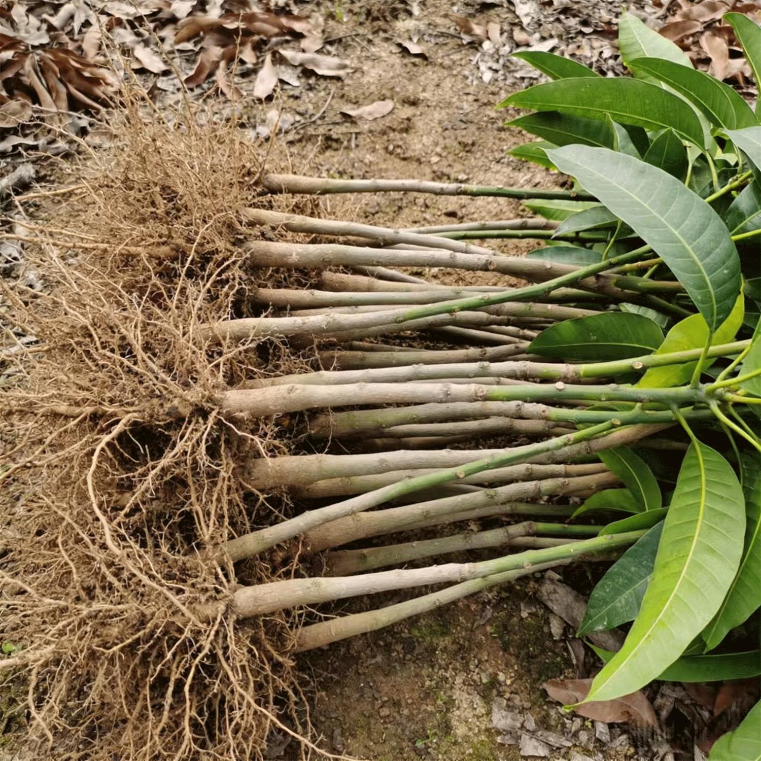 Grafted Mango Tree Saplings | Healthy Live Tropical Fruit Tree Seedlings | Strong Root System | Suitable for Home Gardens & Outdoor Growing | Adaptable to Warm & Frost-Free Climates | Non-GMO Live Plants for Edible Gardening Grafted Mango Tree Saplings | Healthy Live Tropical Fruit Tree Seedlings | Strong Root System | Suitable for Home Gardens & Outdoor Growing | Adaptable to Warm & Frost-Free Climates | Non-GMO Live Plants for Edible Gardening