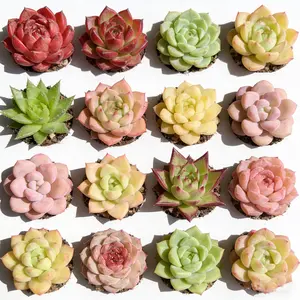 12PCS 1–1.5in Random Succulent Set  Bare Root Live Plants, Easy Care, Unique Gift Idea, Indoor Decor