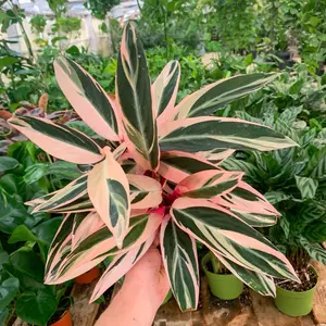 Stromanthe Triostar Live 6inch Potted Tropical Plant - Perfect for Home Garden
