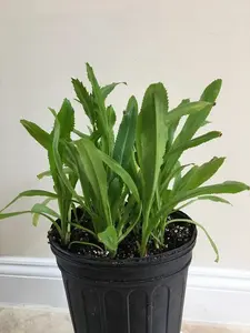 3 CULANTRO Eryngium foetidum Thai /Vietnamese parley Ngo Gai, live Plant