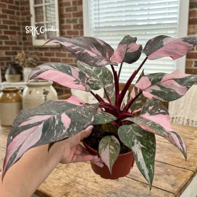 Philodendron Pink Princess, Live Houseplant in 4" pot