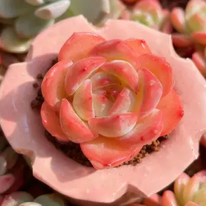 Echeveria Strawberry Almond  Strawberry Almond Succulent Plant – Live Bare Root Mini Houseplant  Perfect for Home Decor or Gifts