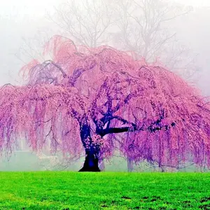 100 Japanese "WEEPING SAKURA" Cherry Blossom Flower Tree Seeds (pendula) Fast Hardy Flower & Plant Seeds Garden Enthusiasts