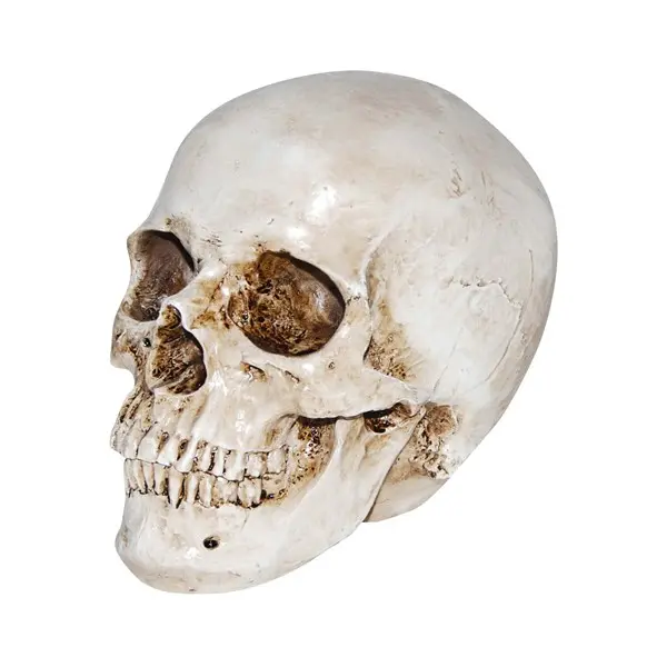 Deluxe Realistic Skull Prop Halloween Decoration