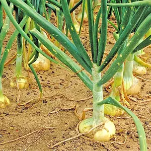 Vidalia Sweet Onion Seeds - Organic Non-GMO -  Spring/Fall Garden (200+ Seeds)