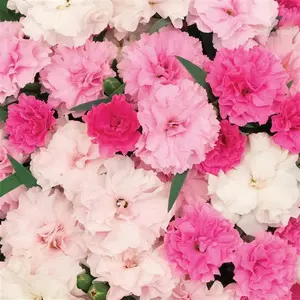 Dianthus ‘I Love You’ - 4" Pot