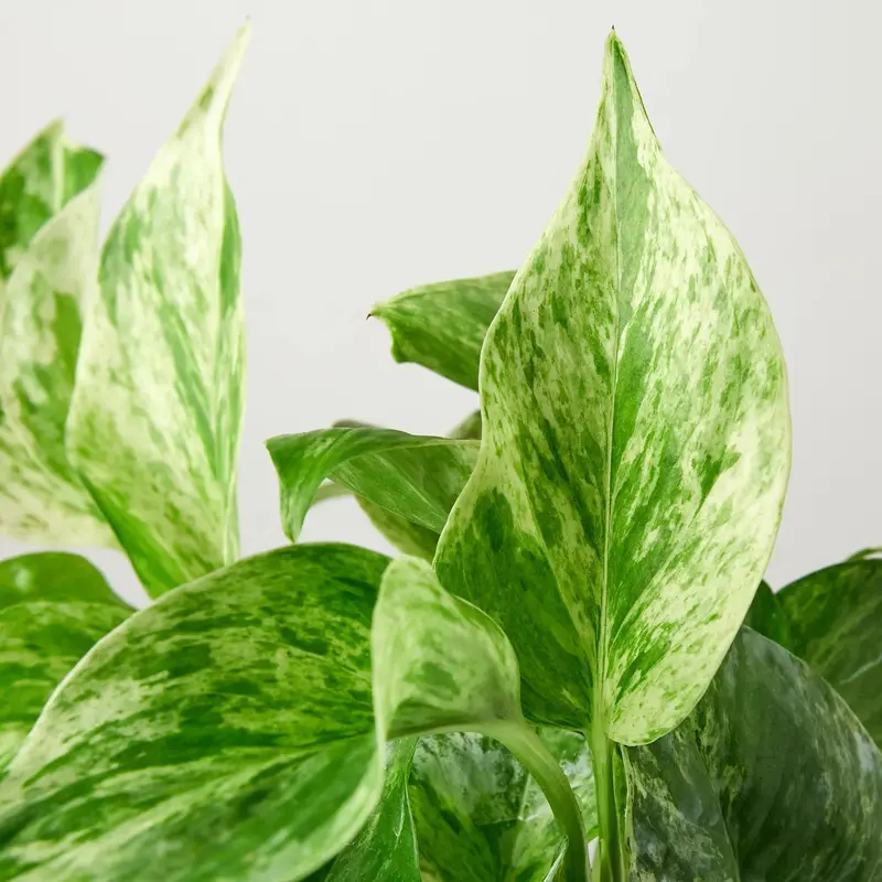 Pothos 'Marble Queen' Decorative Plant - Lightweight Decorative Hanging Plant for Home Decor