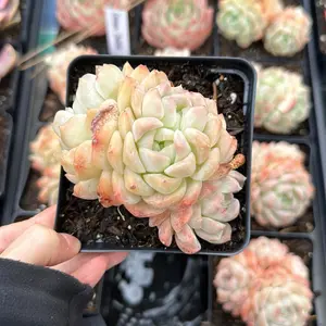 Echeveria ‘Dream Bubble’ Cluster (around 3.5'')- Bare Root Succulents - Terra Tales