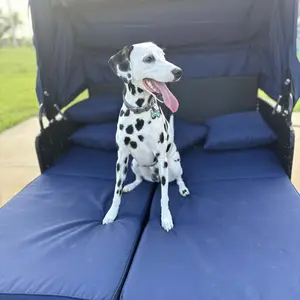 COSTWAY Patio Rattan Daybed, Patiojoy Wicker Daybed Lounger w/Retractable Canopy, 2 Foldable Side Panels, Thick Seat & Back Cushions, Double Conversation Bed for Garden, Backyard, Porc