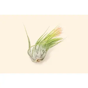 Large Tillandsia Ionantha Scaposa 'Kolbii' Air Plants [Single Plant]